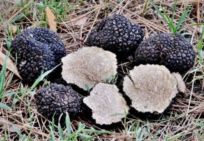 Edible truffle