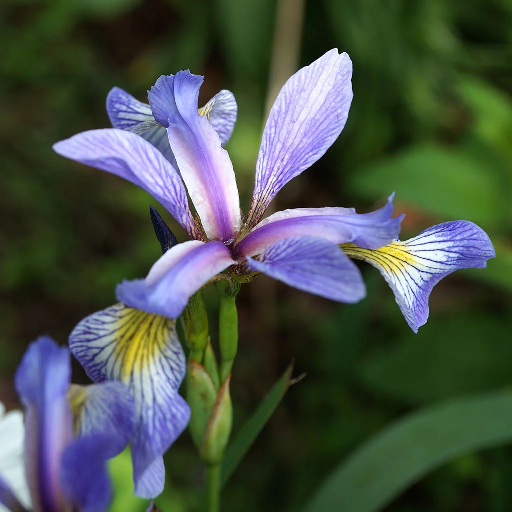 Iris blue versicolor shop bees seed wild project