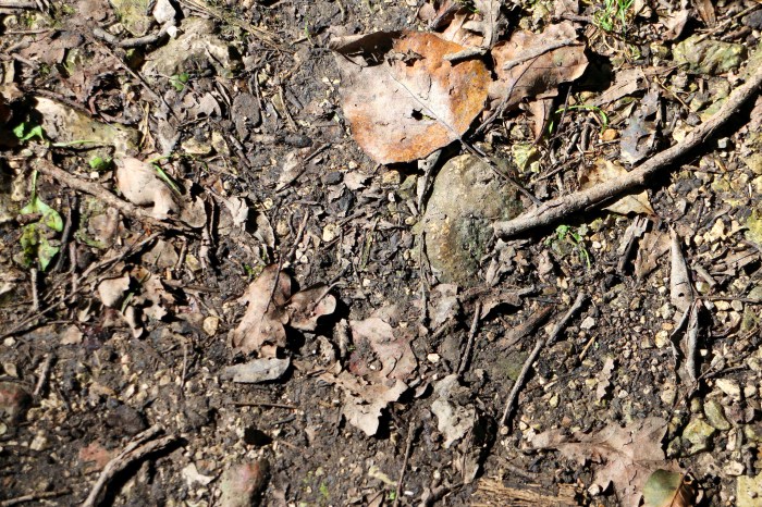 Do truffles grow in michigan