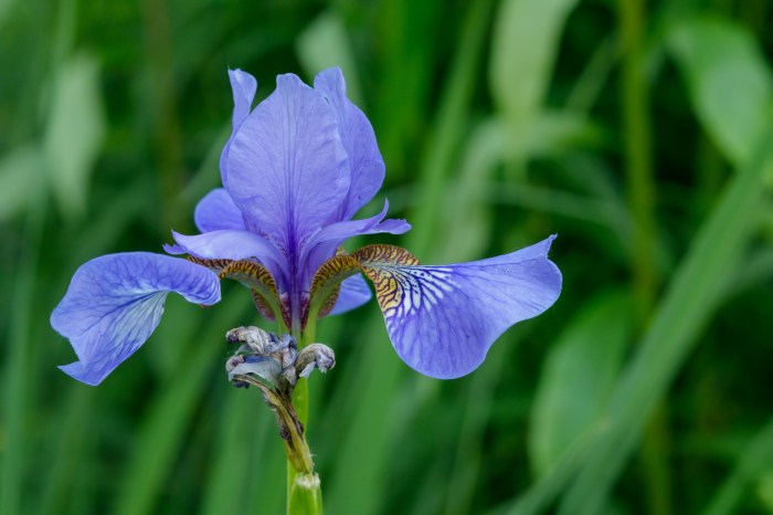 Iris publicdomainpictures