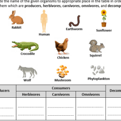 Consumers producers and decomposers worksheet