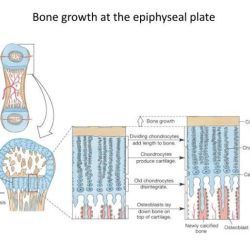 Growth plate epiphyseal microscape photograph bone 21st uploaded july which