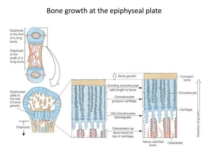 Growth plate epiphyseal microscape photograph bone 21st uploaded july which