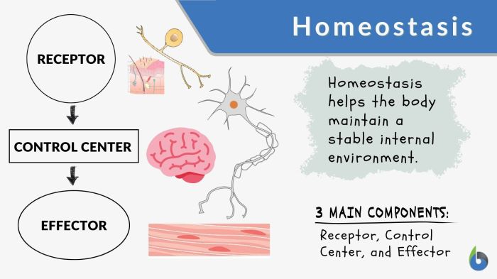 Homeostatic imbalance stress worksheet answers